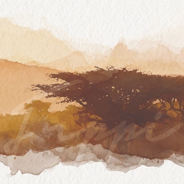 Acacia